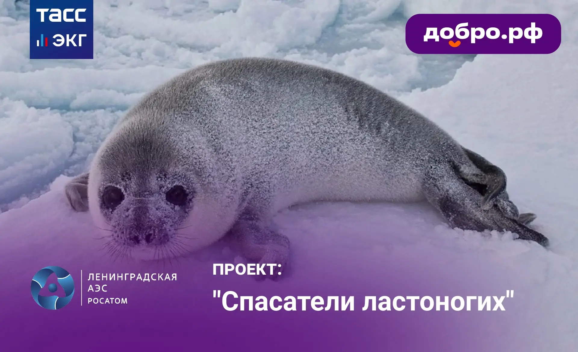 Сотрудники Ленинградской АЭС помогают спасать редких млекопитающих в Финском заливе